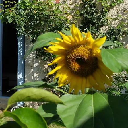 D'hotes Dans Maison D'artiste * Galargues